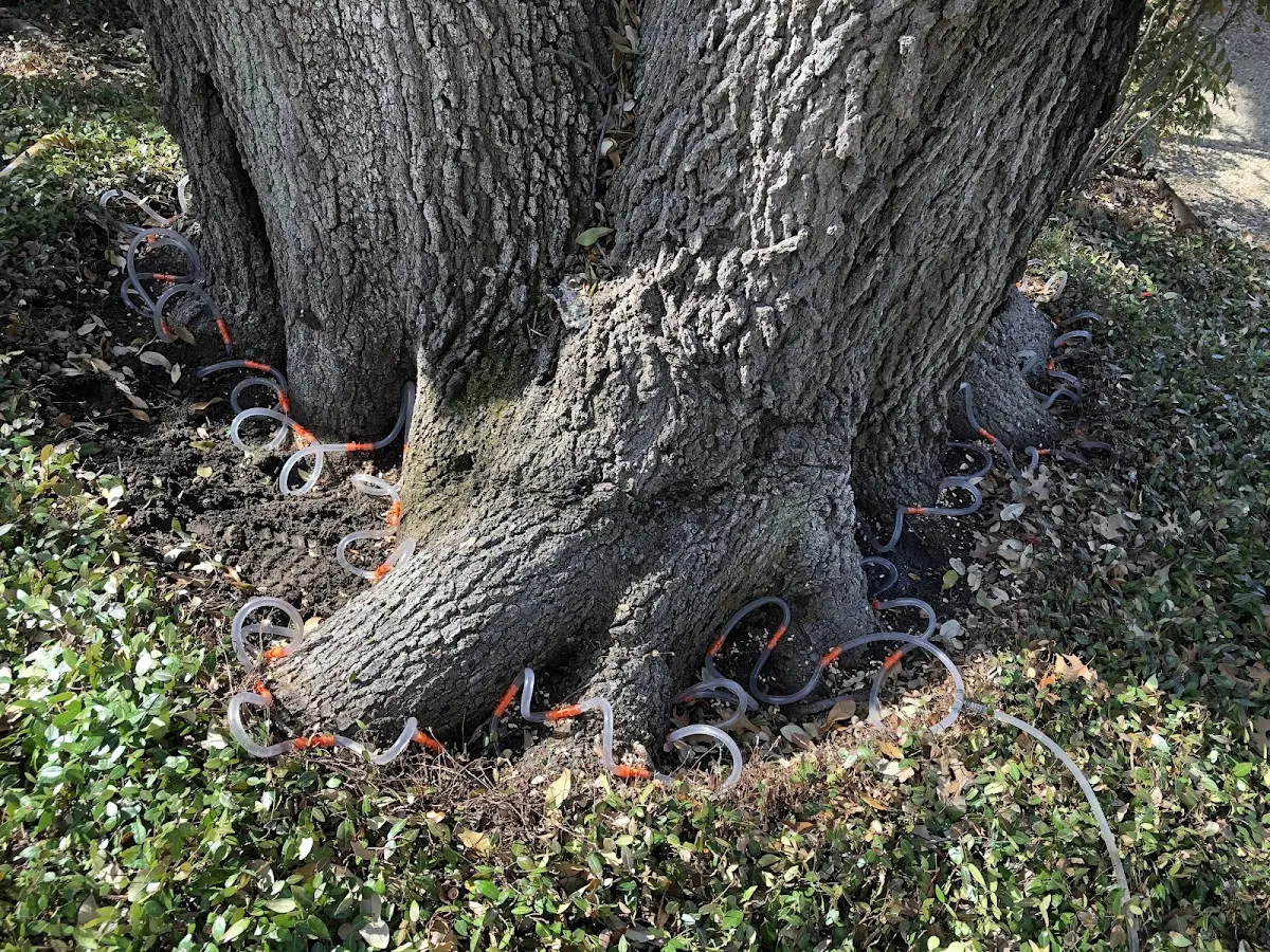 Detailed Tree Cabling and Bracing job site in Harwinton