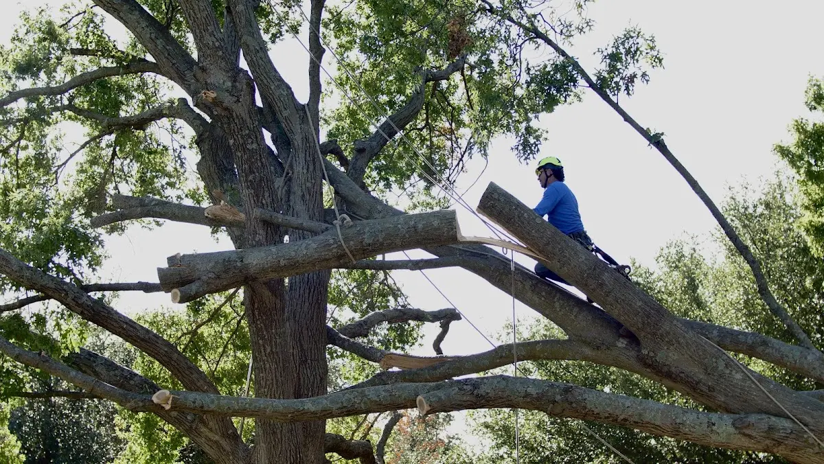 Professional Crown Thinning performed by certified arborists in Harwinton